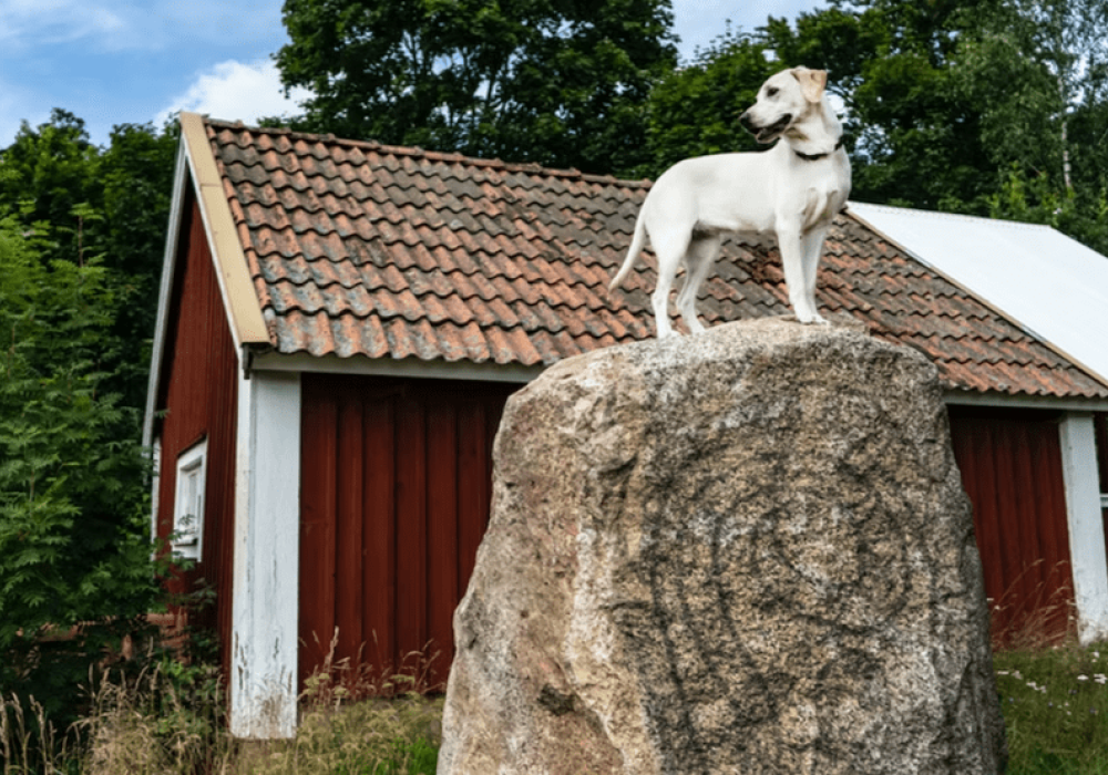 Hund som står på en runsten.