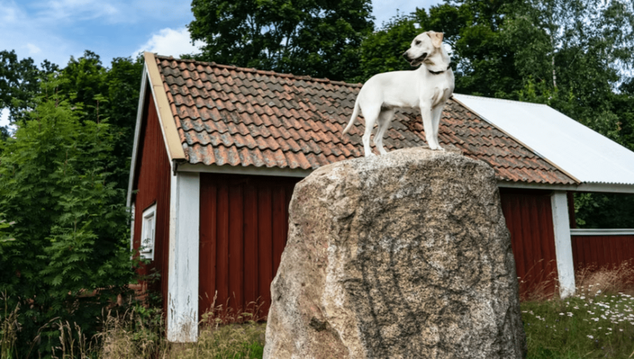 Hund som står på en runsten.